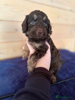 Miniature Poodle dogs - Advert 10