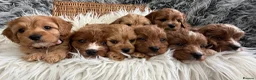 Cavapoo dogs for sale: EXCEPTIONAL EXTENSIVELY HEALTH TESTED CAVAPOOS  - Advert 5