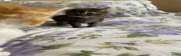Maine Coon cats for sale: Maine coon X Rag Doll  2 Baby Girls Ready Now - Advert 9
