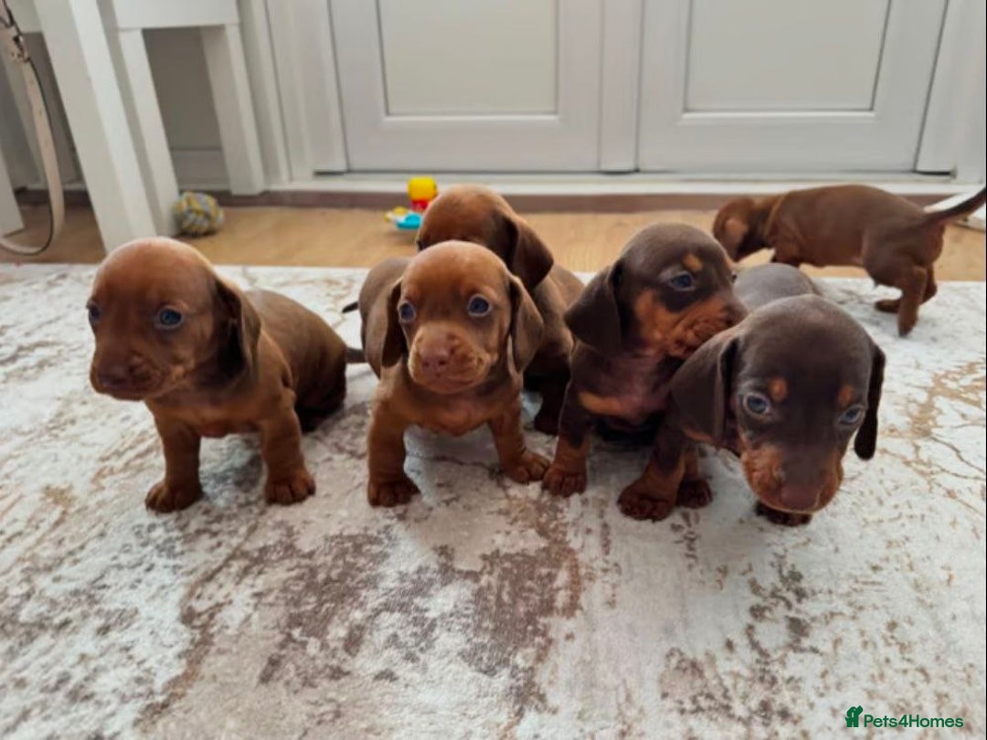 Miniature Dachshund dogs for sale: STUNNING MINIATURE DACHSHUND PUPPIES - Image 1