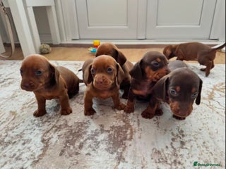Miniature Dachshund dogs - Advert 6