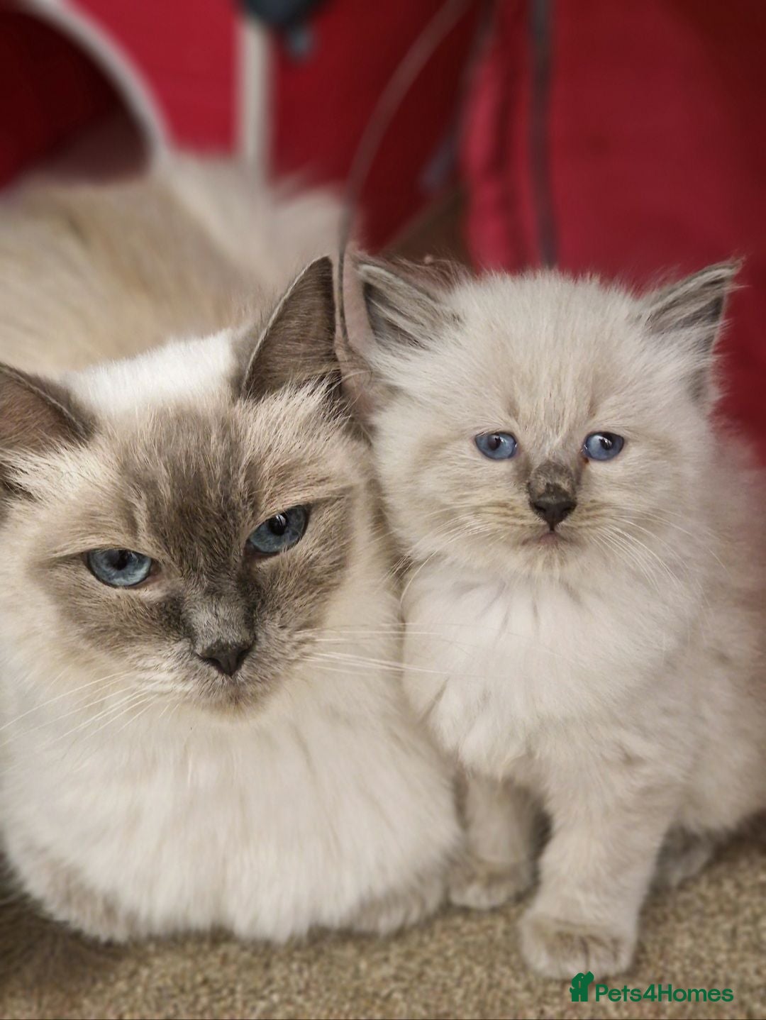 Ragdoll cats Ragdoll Kittens Ready Now - Advert 2