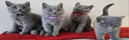 British Shorthair cats for sale: Beautiful Pedigree British Blue 1 Male Kitten🐾 - Advert 5