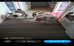 English Bulldog dogs for sale: 2 x English bulldogs - Image 1