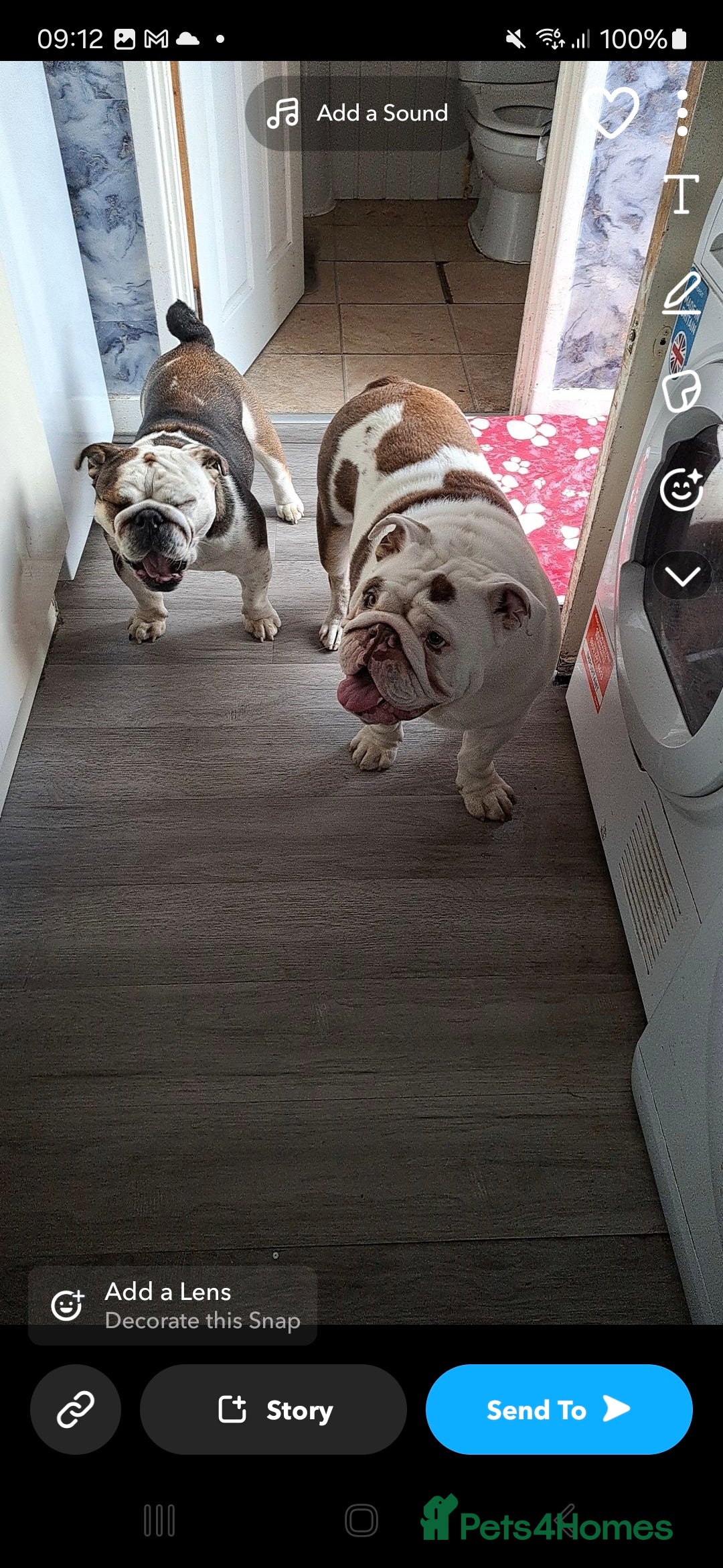 English Bulldog dogs for sale: 2 x English bulldogs - Image 1