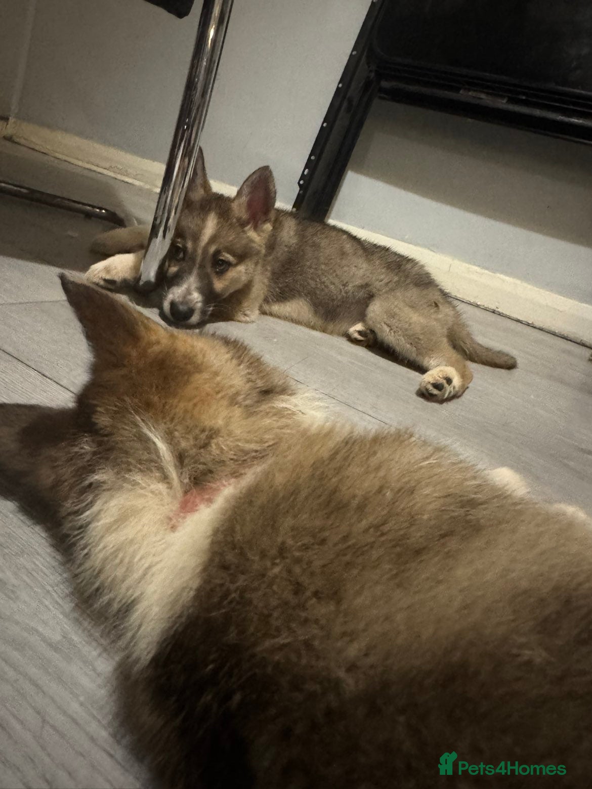 Shepsky dogs German Shepherd x Husky SHEPSKY - Advert 1