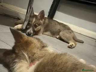 Shepsky dogs German Shepherd x Husky SHEPSKY - Advert 4