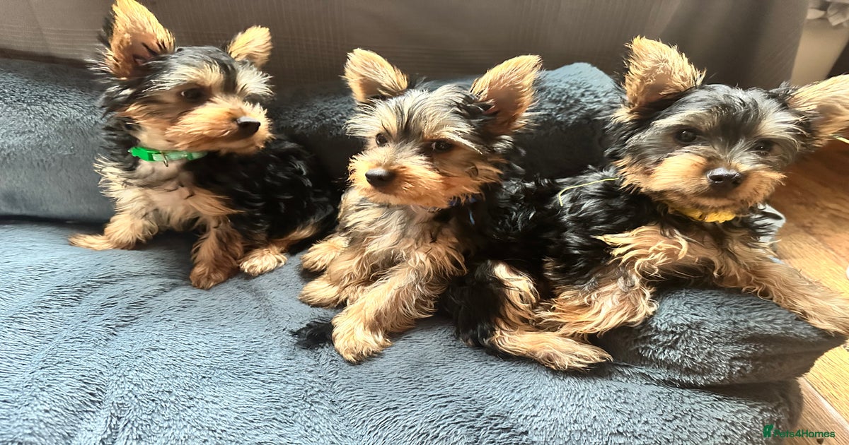 Do Silky Terriers Shed Australian Silky Terrier Puppies For Sale In