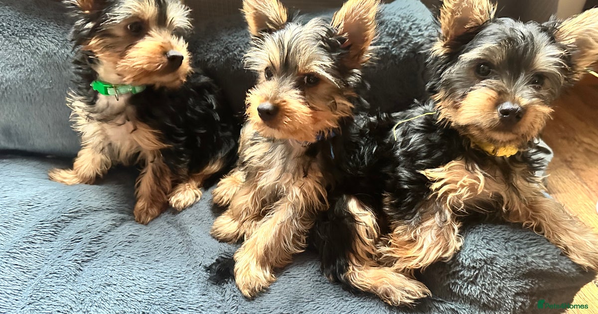 Do Silky Terriers Shed Australian Silky Terrier Puppies For Sale In
