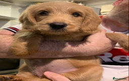 Double Doodle dogs for sale: Beautiful rare litter of Double Doodles - Image 18