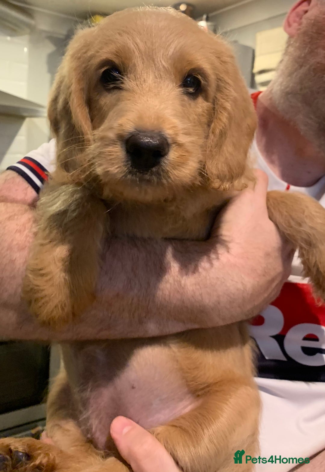 Double Doodle dogs for sale: Beautiful rare litter of Double Doodles - Image 18
