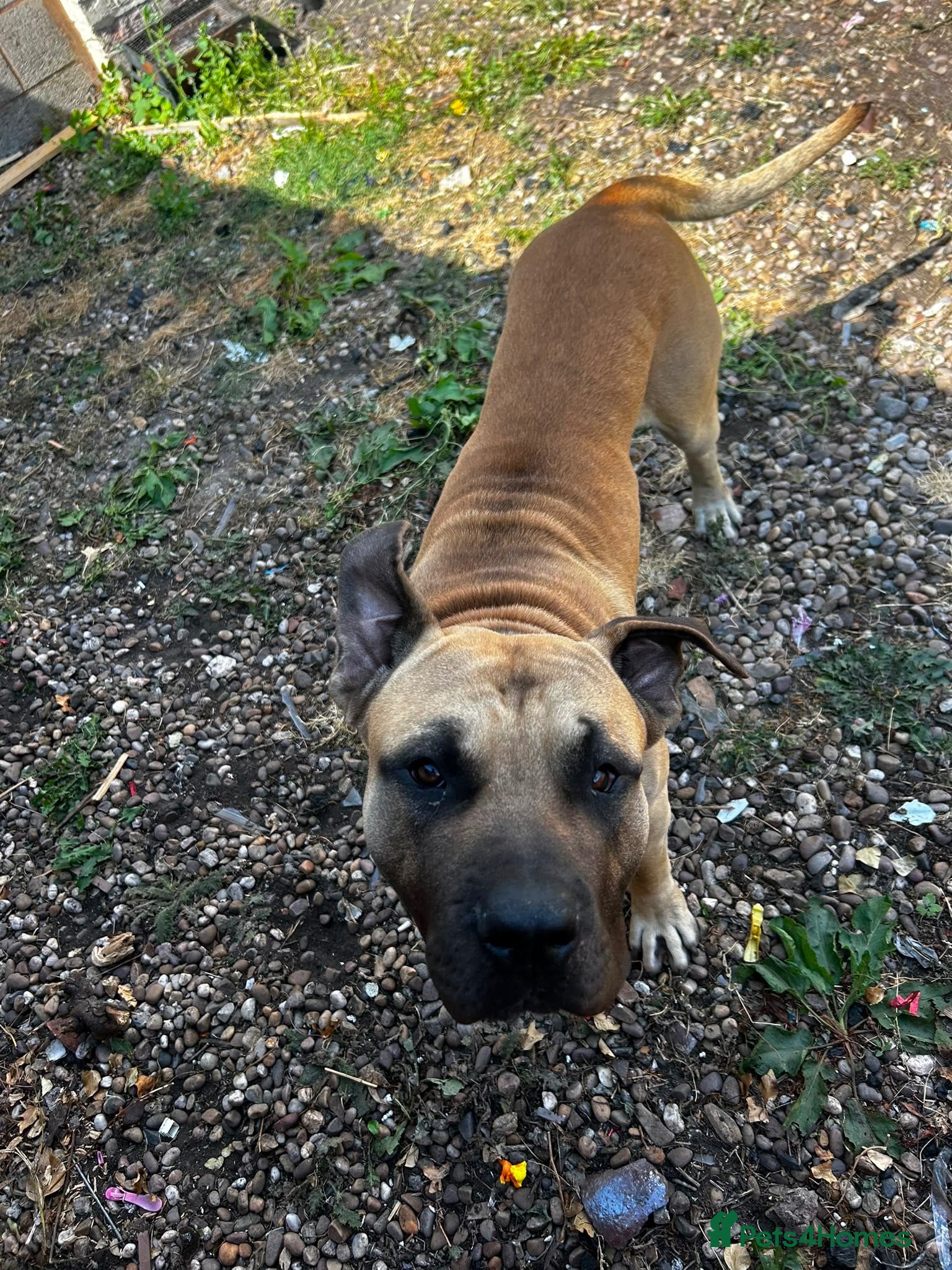 Presa Canario dogs Presa Canario looking for a loving home  - Advert 14