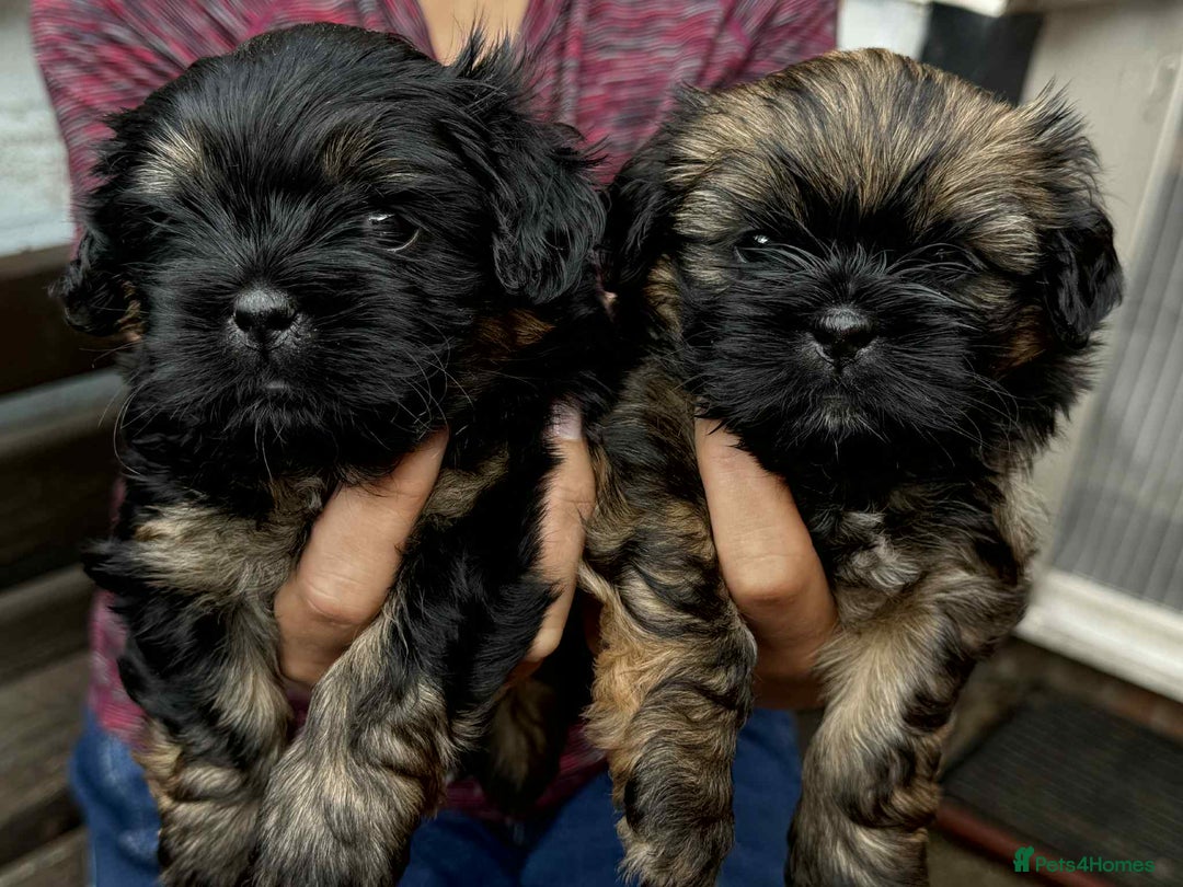 Shih Tzu dogs for sale: Shih Tzu puppies - Image 6