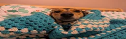 Mixed Breed dogs for adoption: ❤️🐶 ILO – HER BEST YEARS ARE STILL AHEAD in Croydon - Advert 25