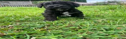 Schnoodle dogs for sale: 🐾 Adorable Schnoodle Puppies 🐾 - Advert 33