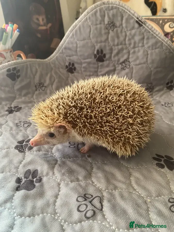 Pygmy Hedgehog rodents PYGMY HEDGEHOGS  - Advert 5