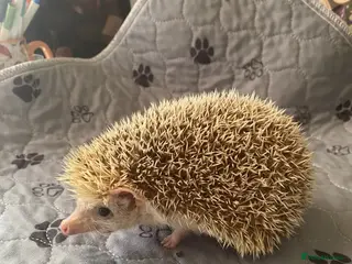 Pygmy Hedgehog rodents PYGMY HEDGEHOGS - Advert 8