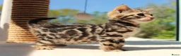 Bengal cats for sale: CUTE BENGAL FEMALE (TICA REG) - Advert 16