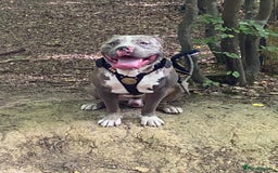 Cane Corso dogs for stud: Cane corso stud  - Advert 4