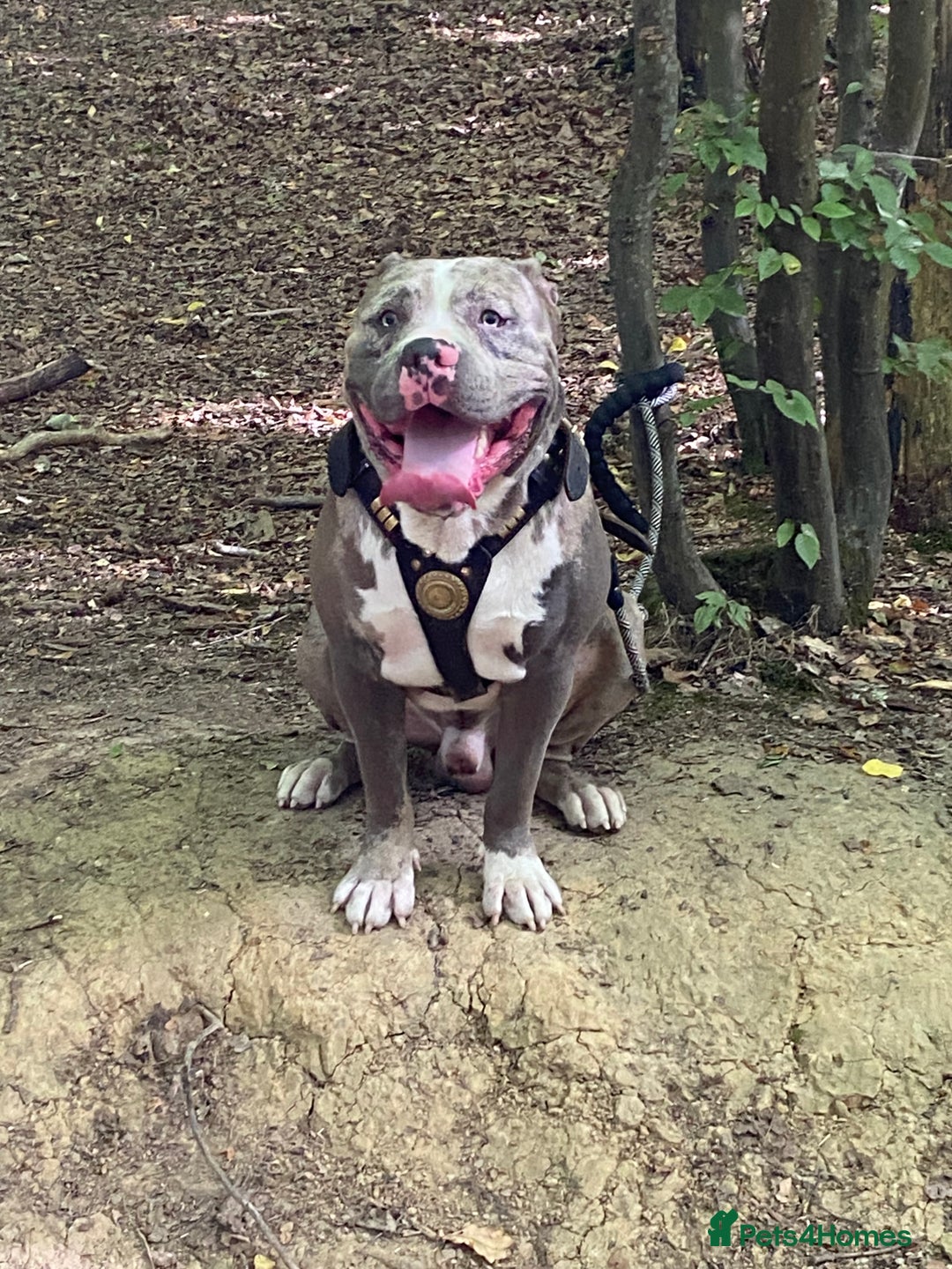 Cane Corso dogs for stud: Cane corso stud  - Advert 4