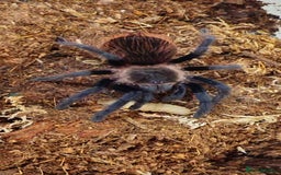 Mixed Breed invertebrates for sale: Tarantulas and centipedes for sale - Image 2