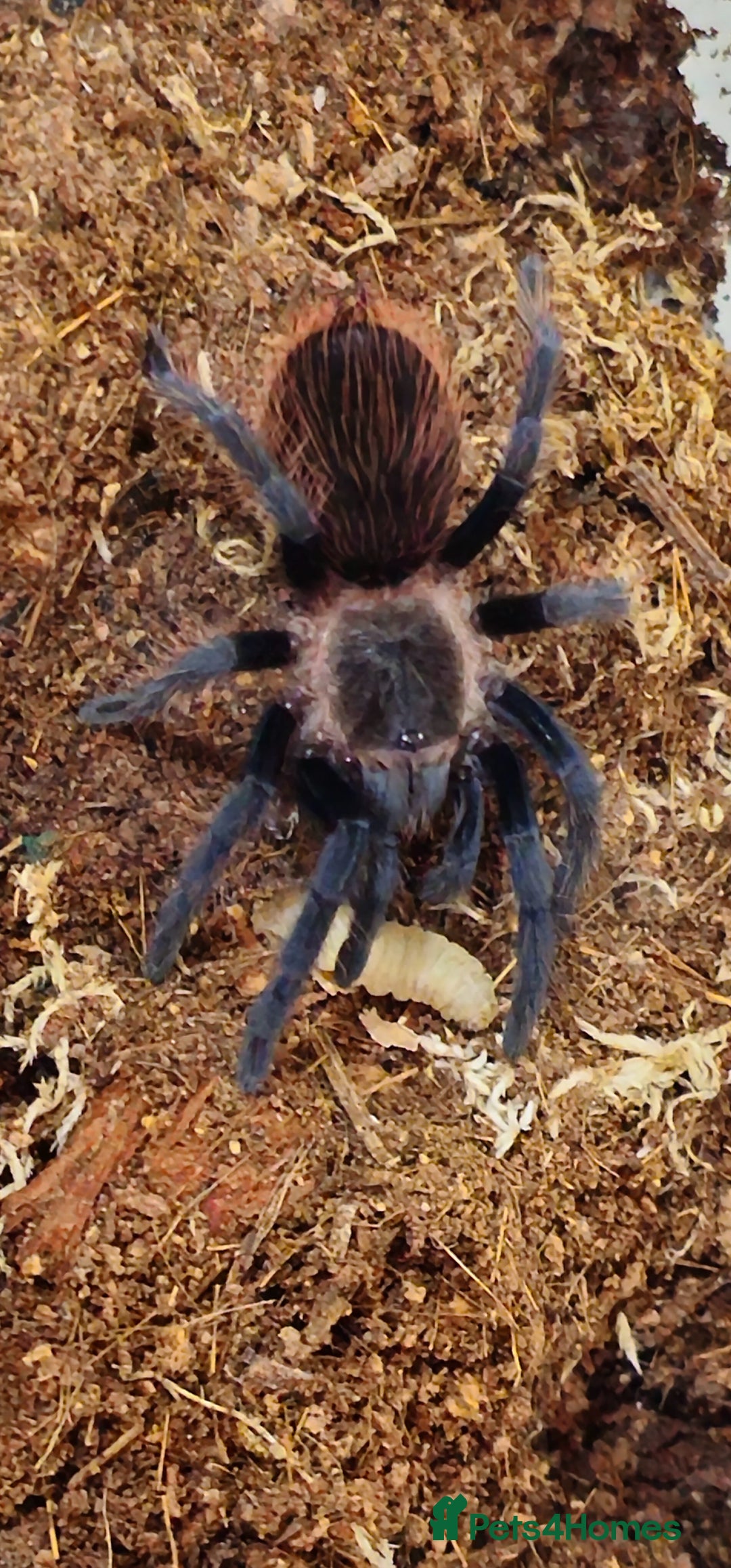 Mixed Breed invertebrates for sale: Tarantulas and centipedes for sale - Image 2