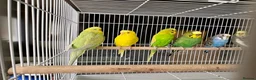 Budgerigars birds for sale: Mixed variety of Budgies For Sale - Advert 11