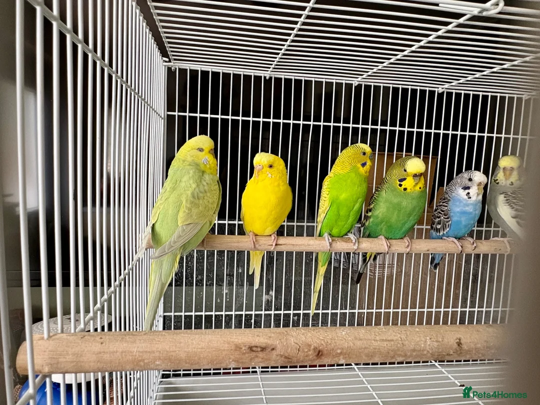 Budgerigars birds for sale: Mixed variety of Budgies For Sale - Advert 11