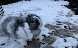 Mini Lop rabbits for sale: Mini lop for new home hutch and equipment included - Image 12