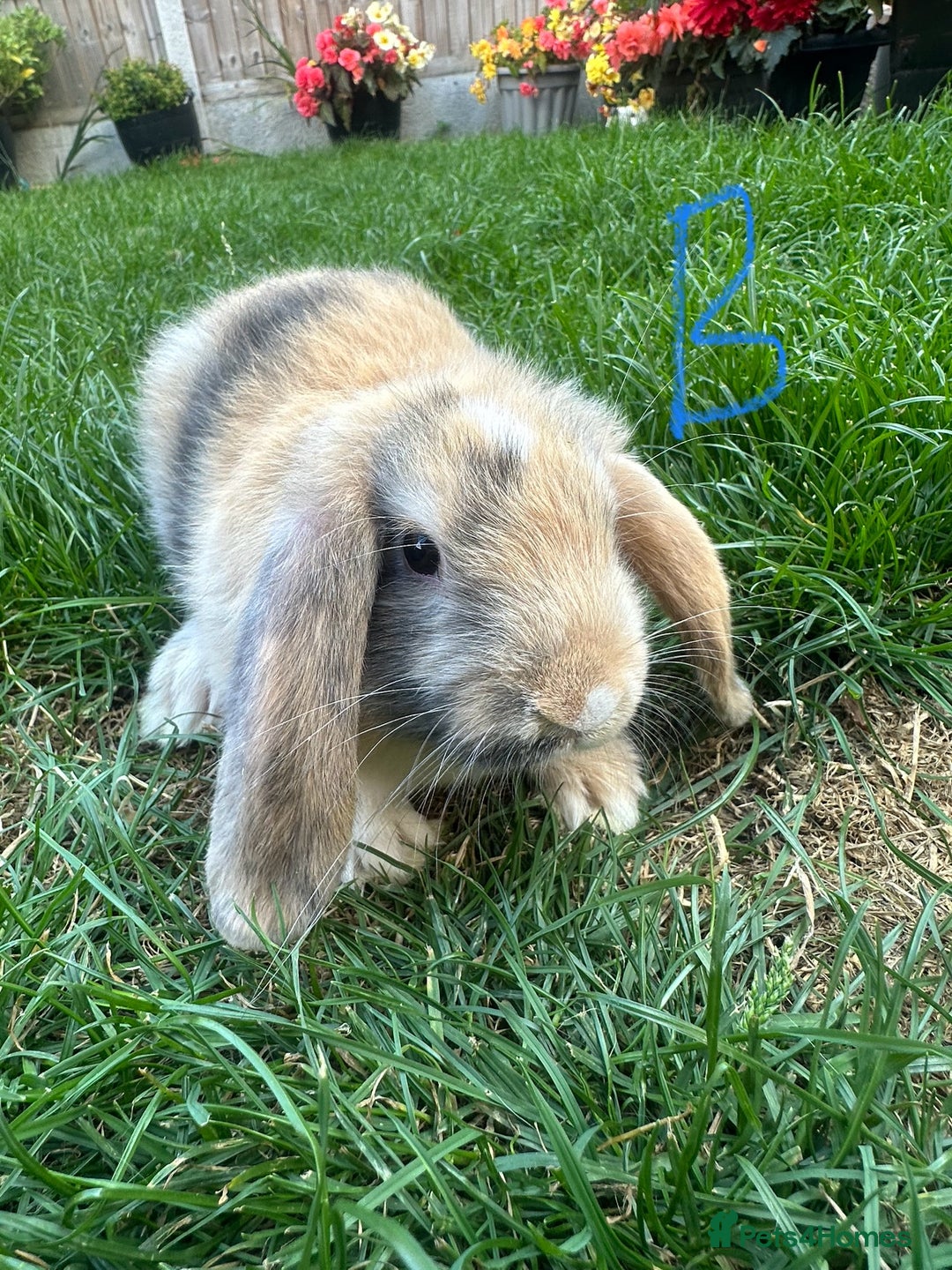 Mini Lop rabbits for sale: Mini Lop Rabbits For Sale  - Image 27