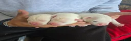 Staffordshire Bull Terrier dogs for sale: Staffordshire pups for sale - Advert 9