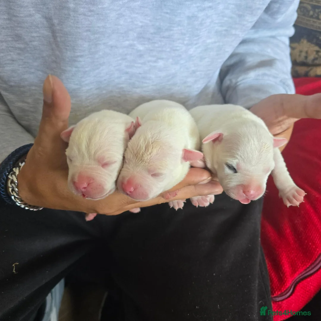 Staffordshire Bull Terrier dogs for sale: Staffordshire pups for sale - Advert 9