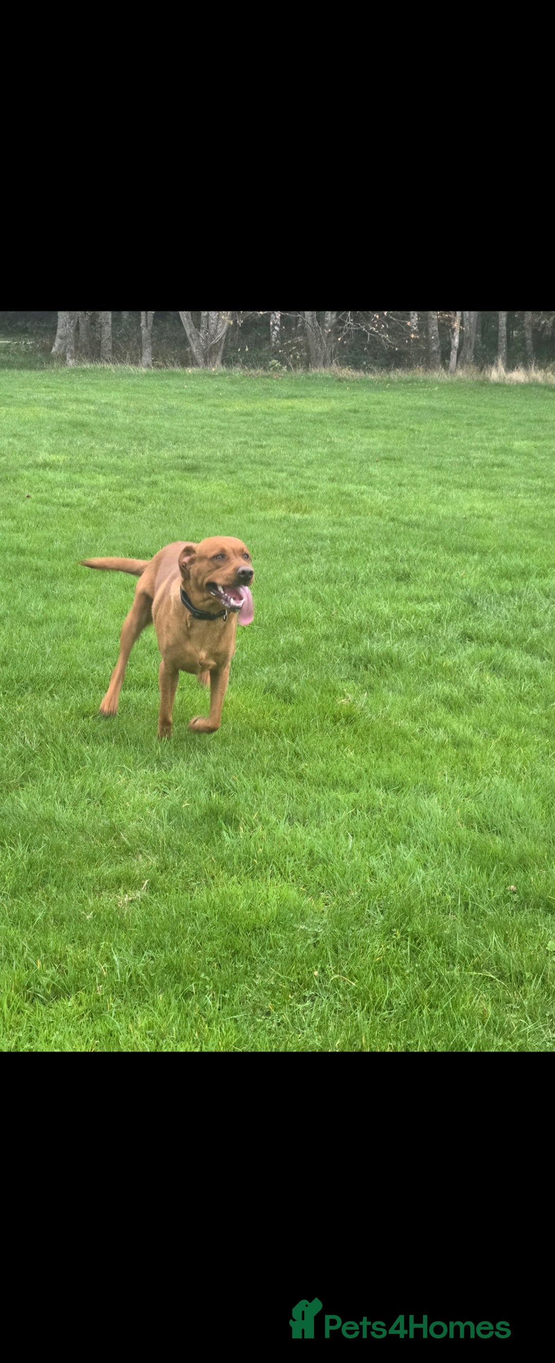 Labrador Retriever dogs for stud: Fox red labrador for stud - Advert 4