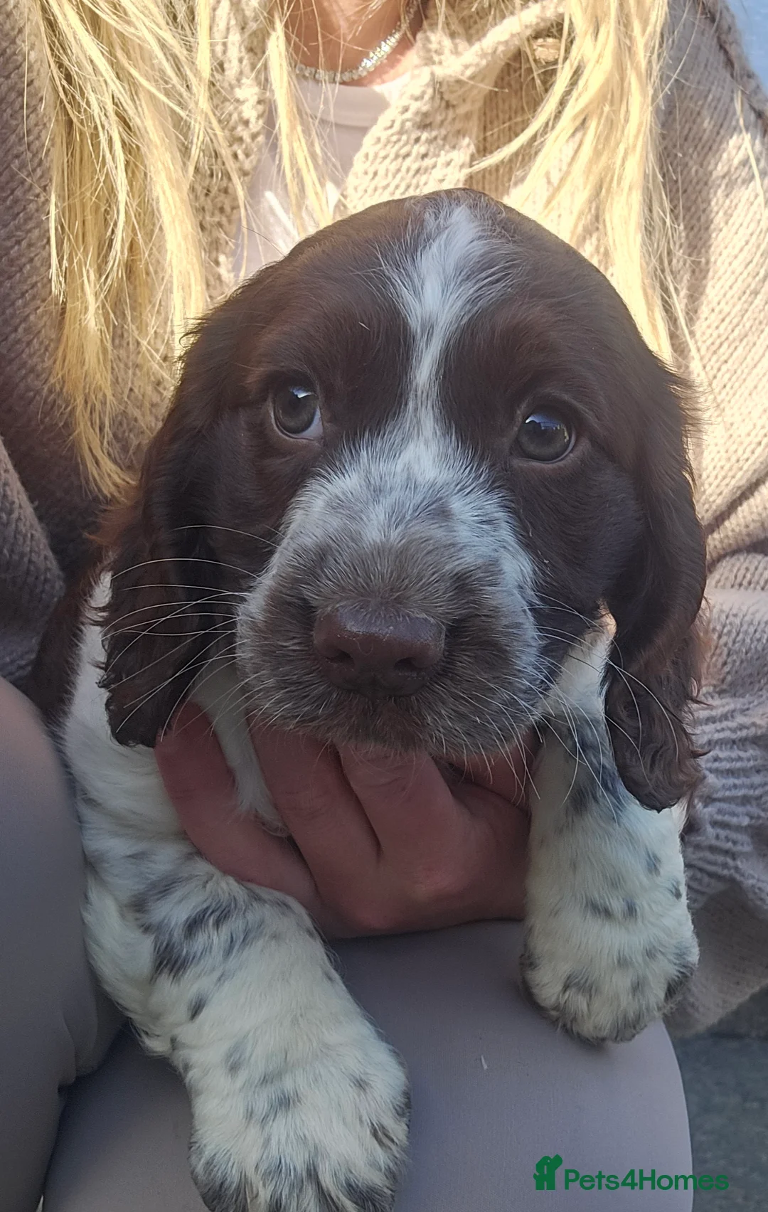 Cocker Spaniel dogs for sale: Cocker spaniel puppys in Harlow - Advert 5