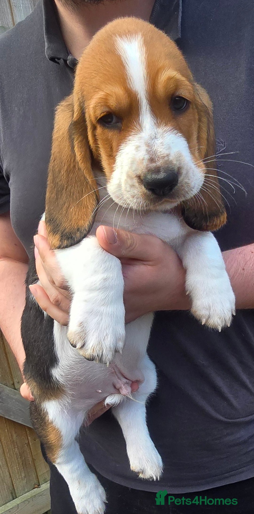 Basset Hound dogs for sale: Beautiful Basset Hound puppies for sale  - Image 11