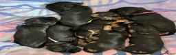Cocker Spaniel dogs for sale: Pure show line Cocker Spaniel in Manchester - Advert 4