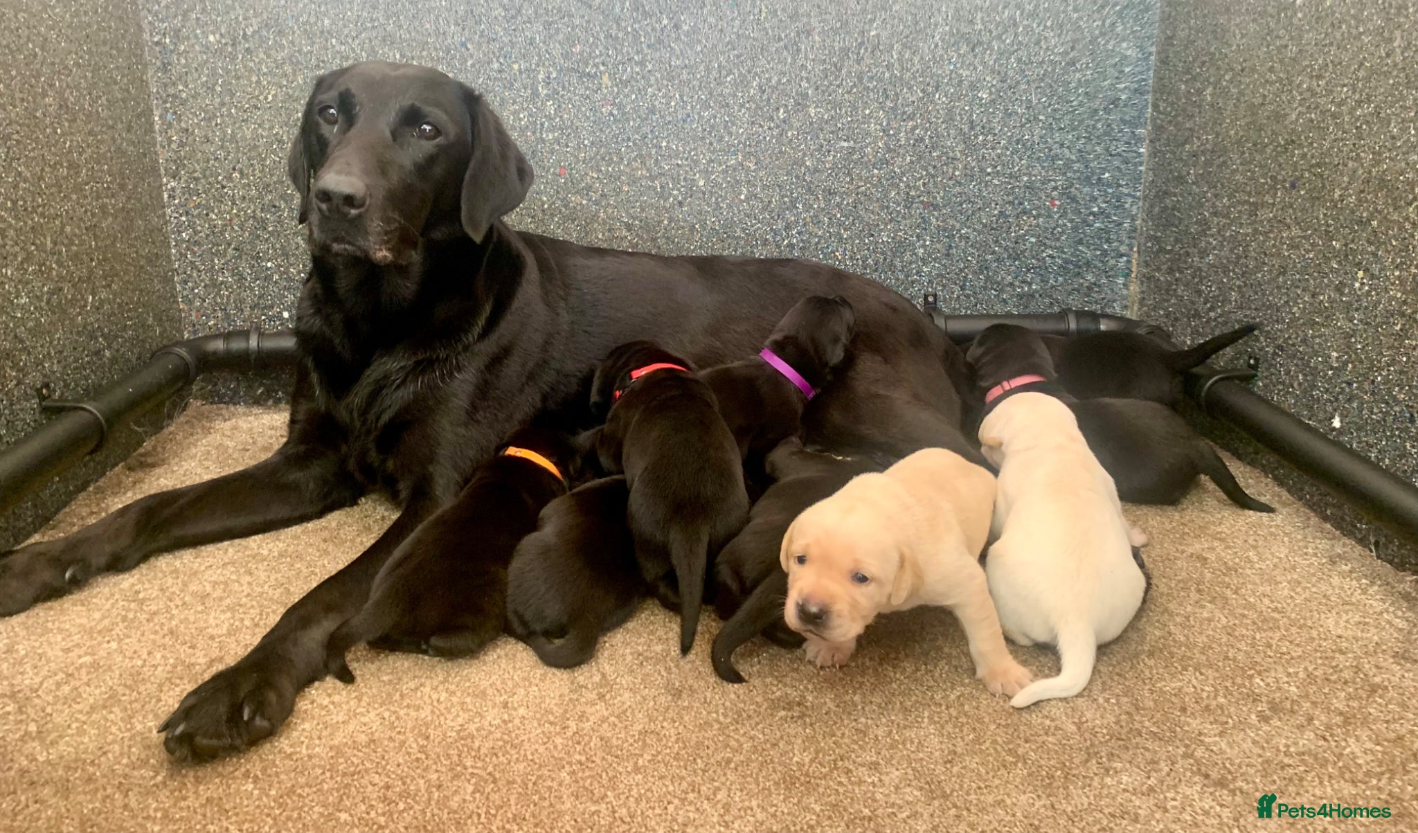 Labrador Retriever dogs for sale: KC reg working type Labradors  - Advert 1