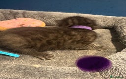 Bengal cats for sale: Queen boo 💕❤️ - Image 14