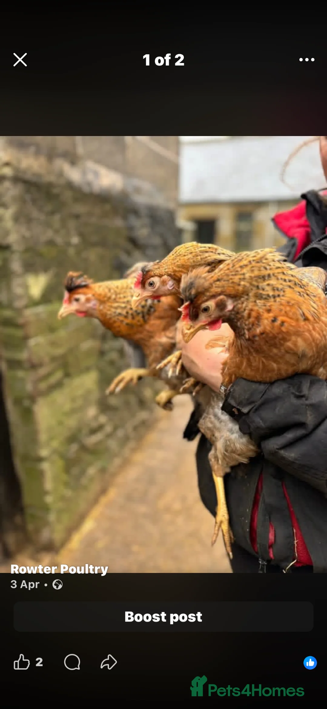 Chickens poultry for sale: Point of lay chickens for sale, hybrids & warrens  - Advert 2