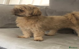 Shih Tzu dogs for sale: Imperial Shih tzu  - Image 6