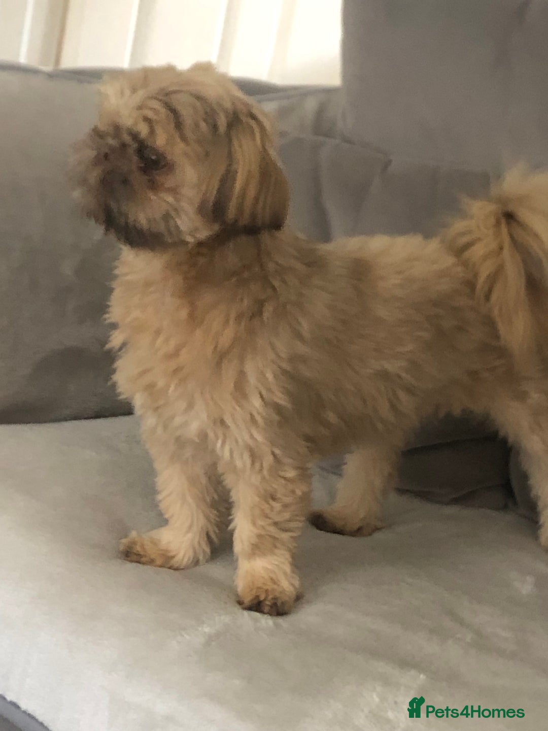 Shih Tzu dogs for sale: Imperial Shih tzu  - Image 6