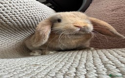 Mini Lop rabbits for sale: ⭐️Vm chocolate harlequin boy mini lop ⭐️ - Image 2