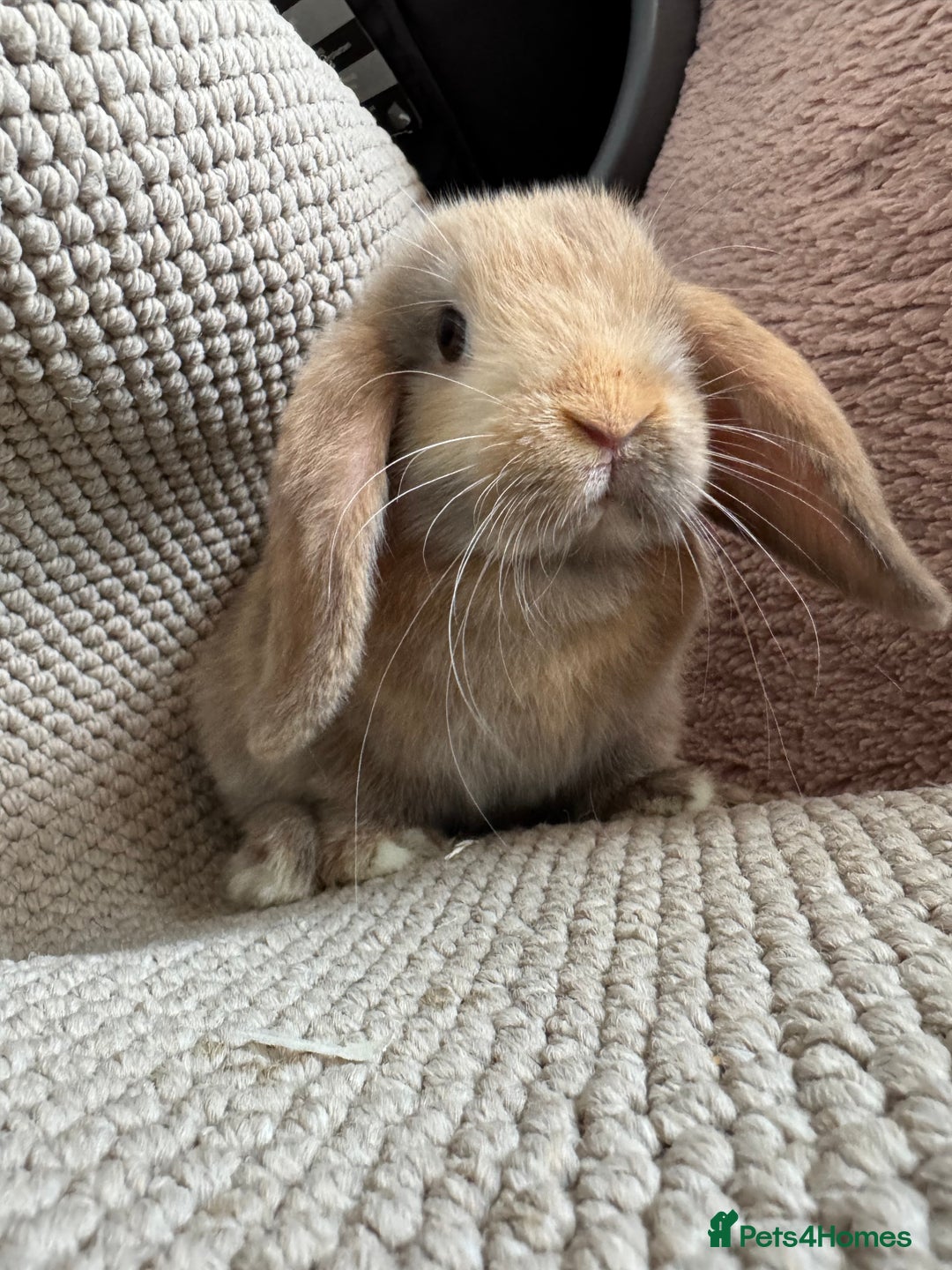 Mini Lop rabbits for sale: ⭐️Vm chocolate harlequin boy mini lop ⭐️ - Image 2