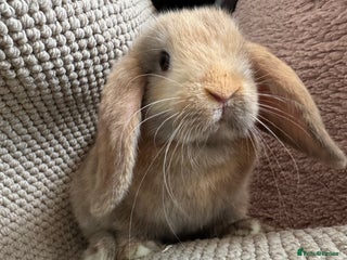 Mini Lop rabbits - Advert 14