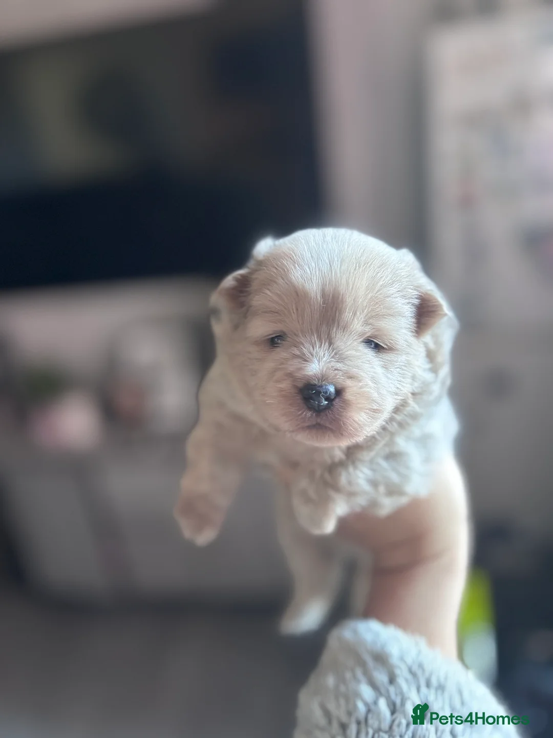 Mixed Breed dogs for sale: Chowpom puppies - Advert 14