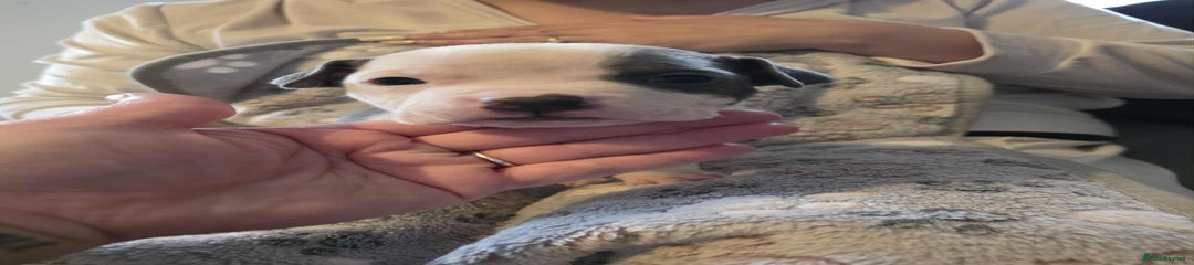 American Bully Puppy 1 (Fang)