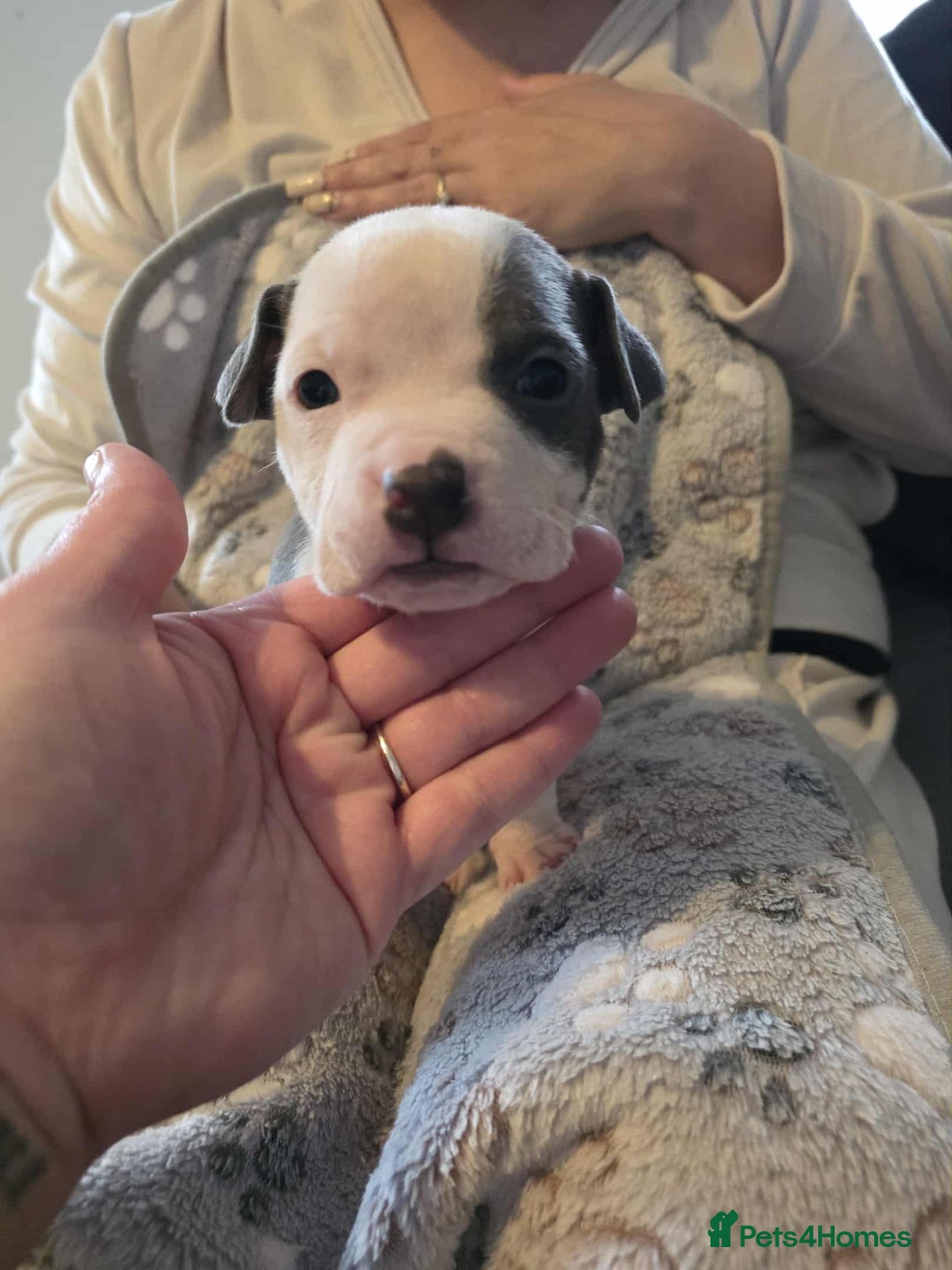 American Bully dogs for sale: Beautiful amarican pocket bullys  - Advert 2