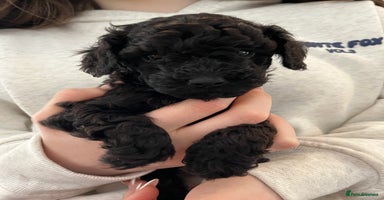 Toy Poodle dogs Beautiful toy poodle puppies  - Advert 2