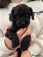Toy Poodle dogs Beautiful toy poodle puppies - Advert 2
