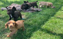 Cocker Spaniel dogs for sale: Cocker Spaniel pups - Image 3